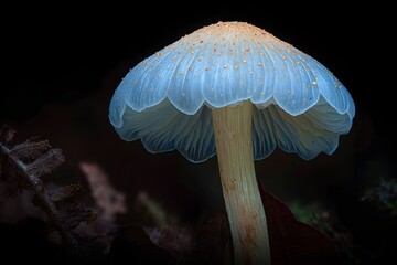 A captivating close-up of a delicate, translucent mushroom. The mushroom's cap glows softly, its gills are visible through the stem.