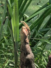 lizard on the tree stub