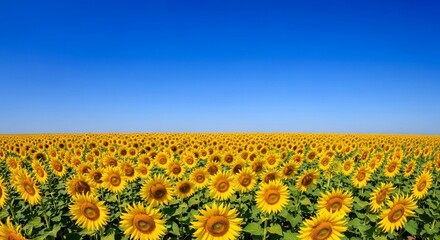 Obraz premium Endless Sunflower Field Under a Clear Blue Sky, a Vibrant Summer Landscape