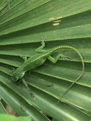 lizard on a leaf feeding on a dragonfly 