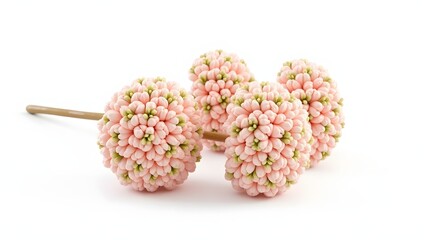 3D realistic rendering of Berzelia flower heads isolated on a white background. Round textured clusters with bead-like surfaces in soft green and cream tones. High-detail botanical illustration.