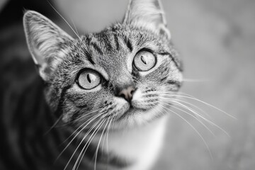 Grayscale close-up of a cat with expressive eyes and soft fur
