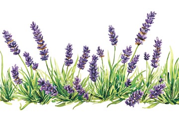 Obraz premium Beautiful watercolor illustration of lavender flowers with green grass and leaves arrangement