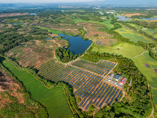 Photovoltaic panels on a hillside at sunrise