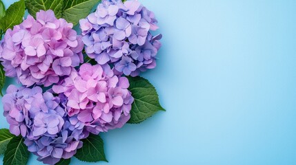 A vibrant display of pink and purple hydrangea flowers against a blue background, with green leaves and a soft focus effect.