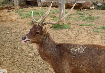Close-up photo of a male Javan rusa with its long antlers, taken from the side.