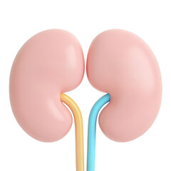 3d human kidneys with ureters isolated on transparent background