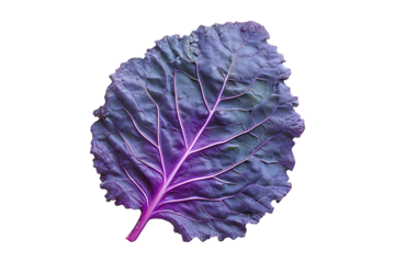 Purple kale leaf isolated on transparent background