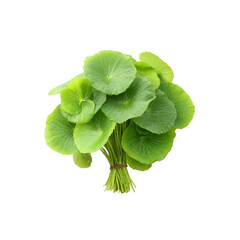 Fresh Bundle of Asiatic Pennywort (Centella asiatica) Leaves