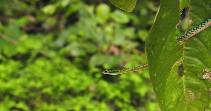 Amazon rainforest a green parrot snake balanced between leaf gives a wide Yawn in the forest canopy.