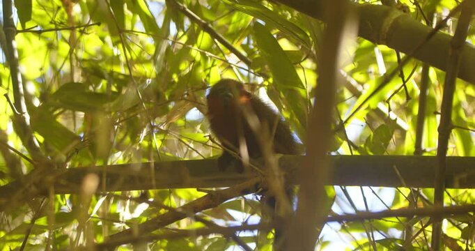 In Peru&rsquo;s Amazon, a dusky titi monkey mom and baby sitting get up and jump higher in the rainforest canopy.