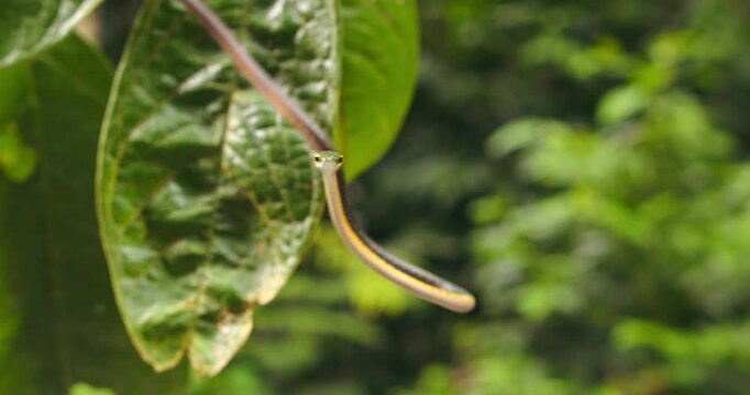 Arboreal snake slithers gracefully along foliage in Peru Amazon and jumps into the forest below
