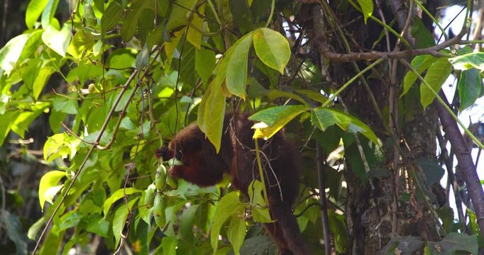 A Dusky titi monkey forages for fresh fruits top of the tree on a plesent morning in Peru Amazon Rain forest