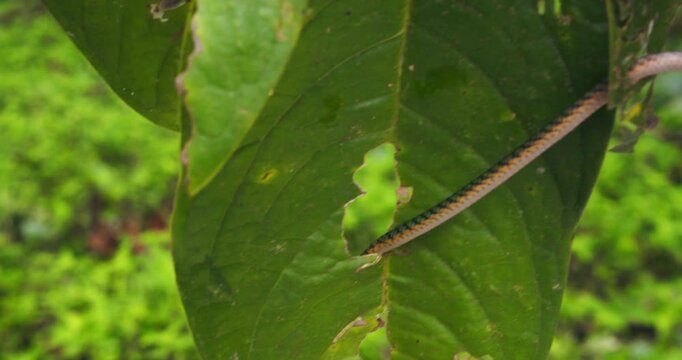 In Peru&rsquo;s Amazon, a vibrant green parrot snake slithers across through the leaves with agile precision.