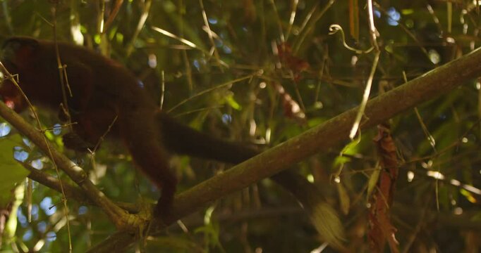 Dusky titi monkey moves with agility through Peru Amazon&rsquo;s green canopy, branch to branch.