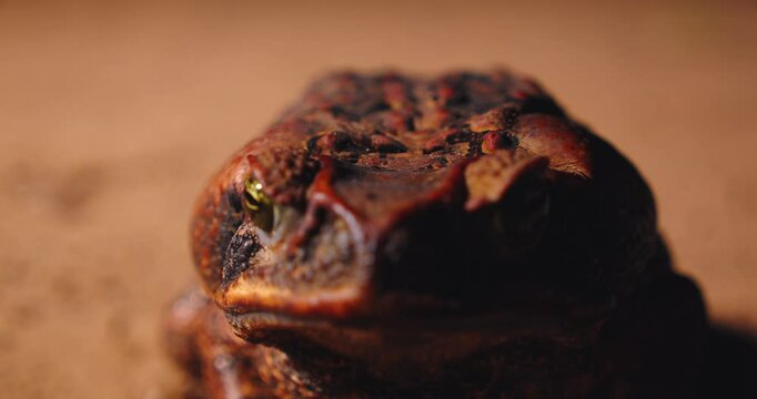 Amazon forest floor hosts a cane toad, Breathing and still and alert in a morning closeup from Peru.