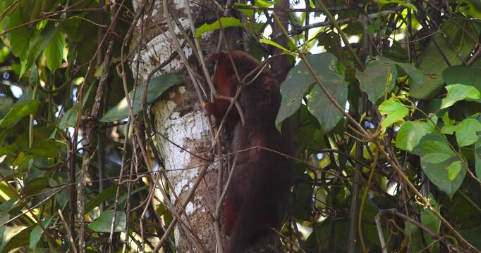 Peru Amazon rainforest: dusky titi monkey maneuvers nimbly across branches in the upper canopy.