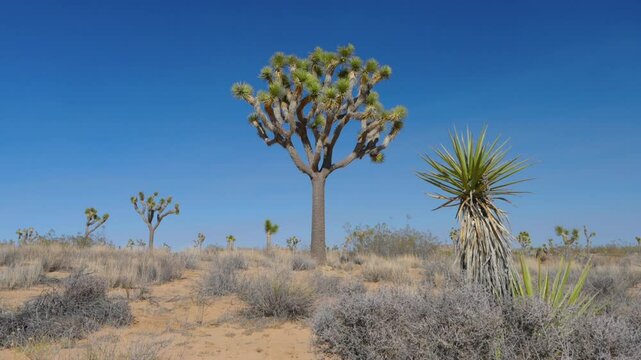 Joshua Tree landscape in the Californian desert