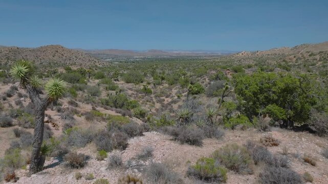 Joshua Tree landscape in the Californian desert