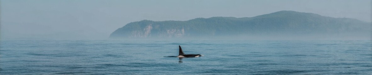 Saltwater Mist Orca Swimming Near Misty Cliffs in Calm Ocean Waters - Wildlife Exploration and Marine Conservation Advertising Visual