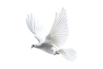 Obraz premium white dove flying isolated on transparent background