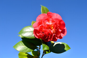 A beautiful red camellia isolated against a sunny blue sky. 