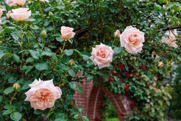 Beautiful orange rose flower blooming in the rose garden.