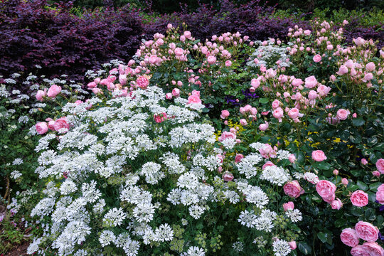 Beautiful roses and orlaya grandiflora flowers blooming in the early summer garden.