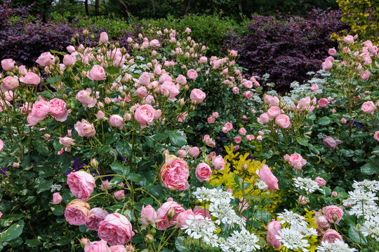 Beautiful roses and orlaya grandiflora flowers blooming in the early summer garden.