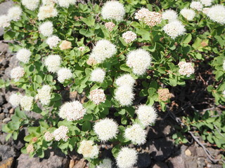 エゾノマルバシモツケの花