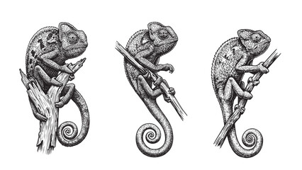 Chameleon vintage engraving on tree branch with curled tail detailed hand-drawn vector style © Gabut Stock