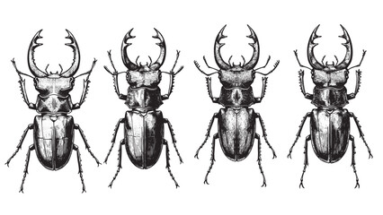 Detailed stag beetle vintage engraving showing large mandibles and textured shell