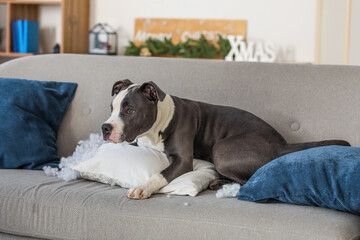 Naughty Staffordshire Terrier with mess at home on Christmas eve