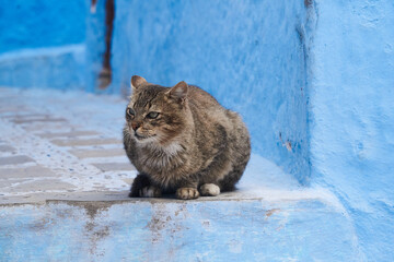 Fluffy cat with blue wall at the background 