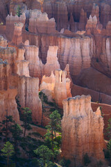 Sunlight highlighting glowing hoodoo rock formation in the Bryce Amphitheater, Bryce Canyon...