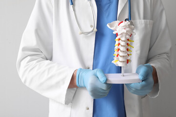 Male doctor holding spine model on grey background