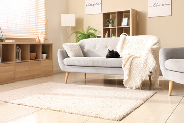 Cute black cat sitting on sofa in modern living room