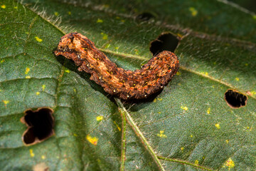 A armyworm (Spodoptera frugiperda) prague eating the leaf of soy plant in farm in Brazil