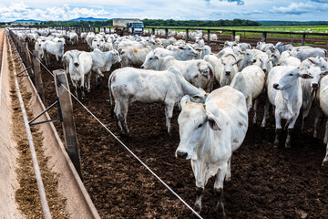 Nelore cattle herd in a Brazilian farm corral. The Nelore breed is known for its adaptability to...