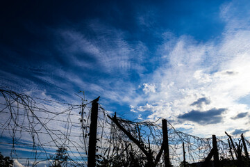 Dramatic sky behind a fence with intertwined branches, symbolizing nature and infrastructure....
