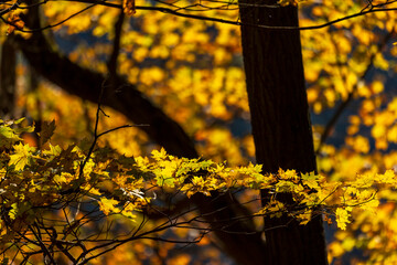 Autumn leaves bring fall colors
