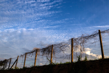 A barbed wire fence, with worn wooden posts and invaded by dry vines, delimits a plot of land under...