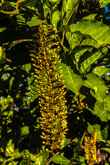 Golden shower tree (Cassia ferruginea) hanging flowers. Native Brazilian species from Fabaceae family, widely used in urban landscaping for its spectacular bloom
