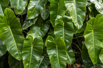 Close-up of lush, green Philodendron hederaceum leaves, showcasing their glossy texture and heart...