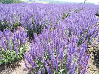 美しいブルーサルビアの花畑