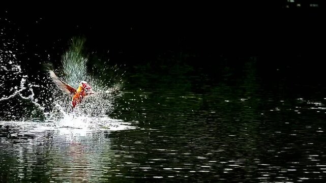 The moment when the kingfisher emerges from the water with its prey precisely. The bird is flying in mid-air with its wings spread out with a small fish in its bright red beak. Drops of water scatter 