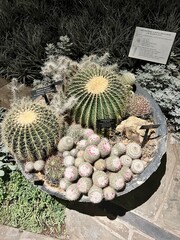 cactus in the garden