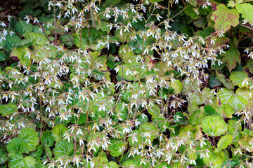 Strawberry geranium flowers blooming neatly in the shade of the garden.