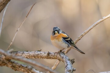 木陰でのんびりくつろぐアトリ　オス