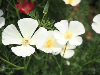 カラフルなハナビシソウの花畑